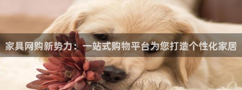 安信12包赔