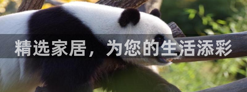 安信12级大众